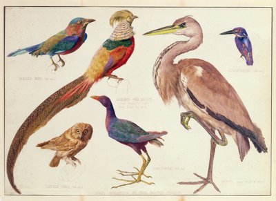 Studien von Vögeln aus dem Bootle Museum, Liverpool von Florence Emily Bark